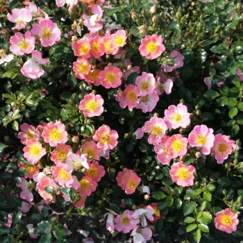 Rózsaszín, sárga központtal - talajtakaró rózsa   (60-70 cm)