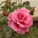 Rózsaszín - climber, futó rózsa - Online rózsa vásárlás - Rosa Torockó - diszkrét illatú rózsa - centifólia aromájú