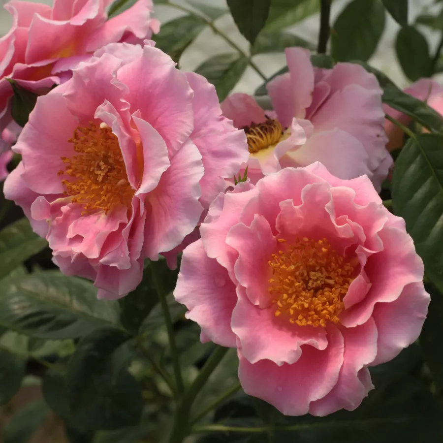 Różowy - Róża - Torockó - Szkółka Róż Rozaria