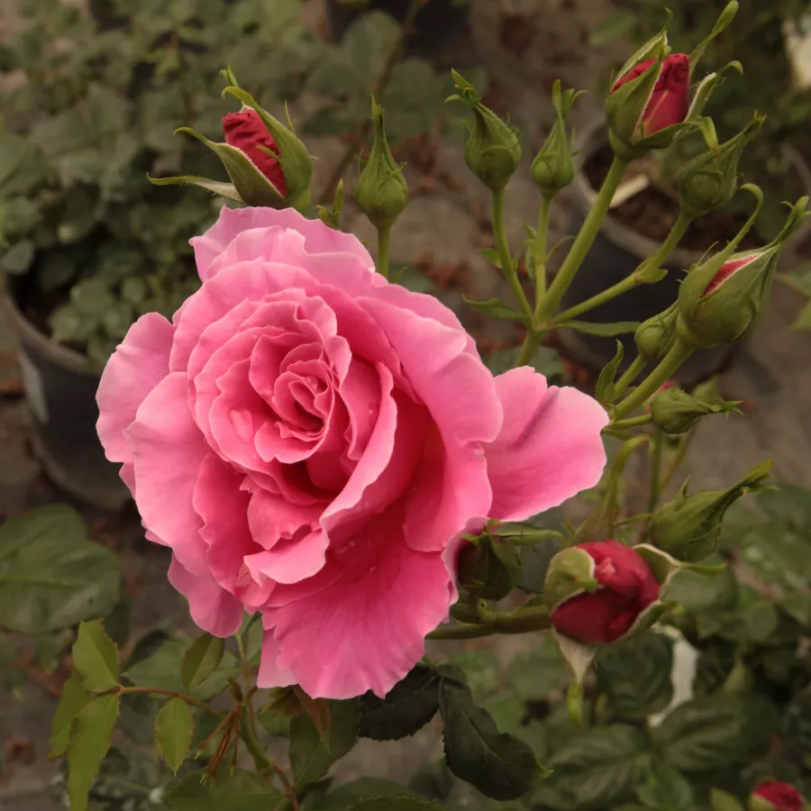 Diskretni miris ruže - Ruža - Torockó - Narudžba ruža