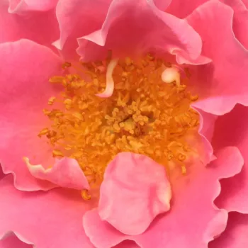 Vente de rosiers en ligne - Rosiers lianes (Climber, Kletter) - rose - parfum discret - Torockó - (300-400 cm)