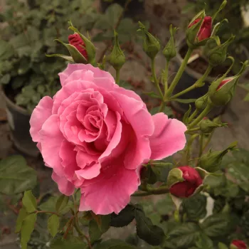 Rosa Torockó - różowy - róża pienna - Róże pienne - z kwiatami hybrydowo herbacianymi