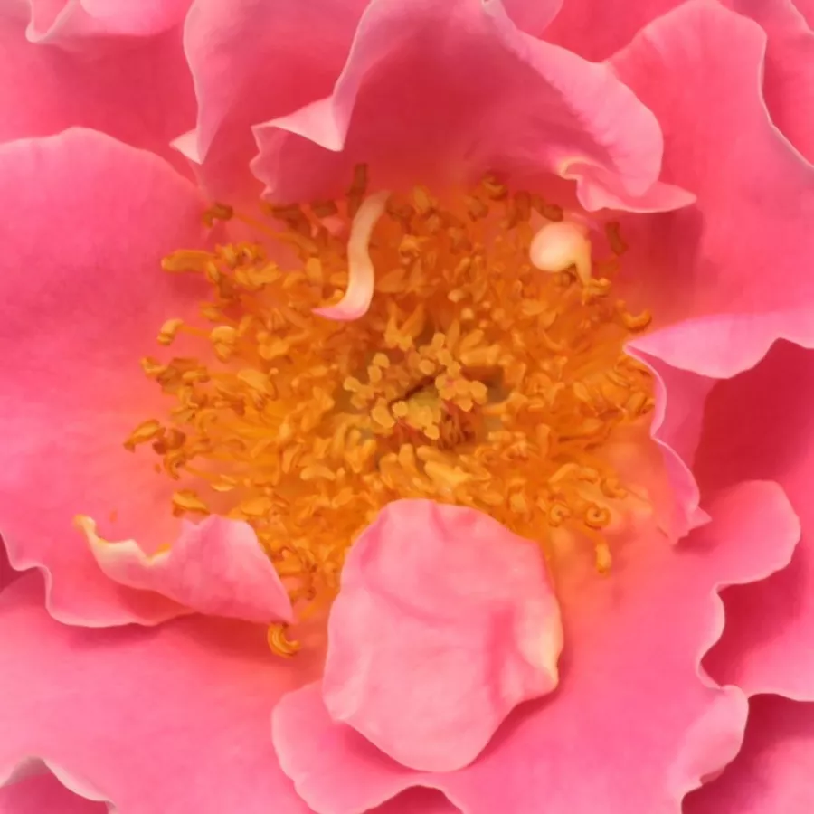 Solitaria - Rosa - Torockó - rosal de pie alto