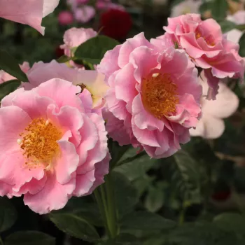 Rosa con tonos morado - rosales trepadores - rosa de fragancia discreta - centifolia