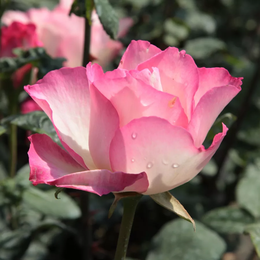 Biela - ružová - Ruža - Tourmaline™ - Ruže - online - koupit