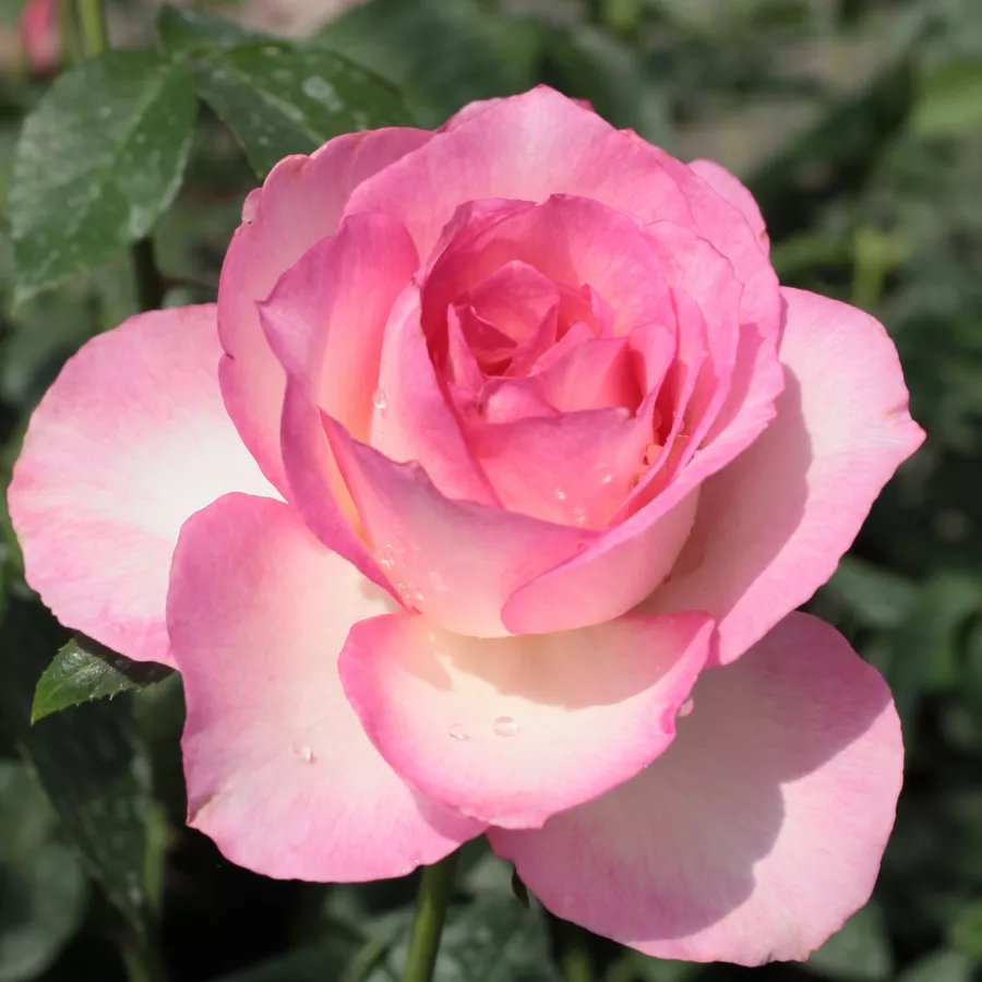Weiß - rosa - Rosen - Tourmaline™ - 