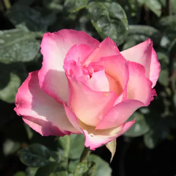 Alb cu marginea petalelor roz - trandafiri pomisor - Trandafir copac cu trunchi înalt – cu flori teahibrid
