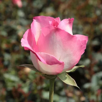 Rosa Tourmaline™ - bela - roza - Vrtnica čajevka