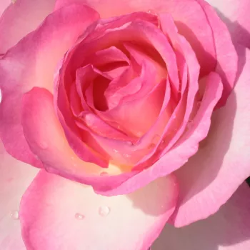 Buy Roses Online - White - Pink - hybrid Tea - moderately intensive fragrance -  Tourmaline - Georges Delbard - The pink petals provide an elegant look to the white, square, rosette-shaped flowers.