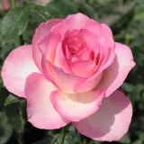 čajohybrid - biela - ružová - Rosa Tourmaline™ - stredne intenzívna vôňa ruží - aróma jabĺk