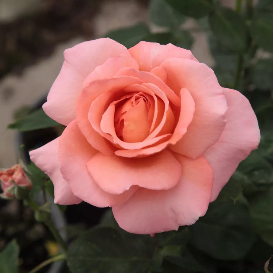 Rose Ibridi di Tea - Rosa - Törökbálint - Produzione e vendita on line di rose da giardino