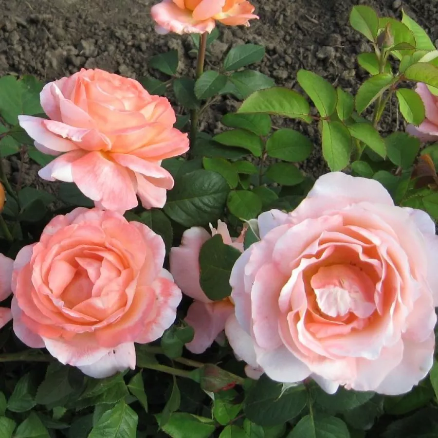 Różowy - Róża - Törökbálint - Szkółka Róż Rozaria