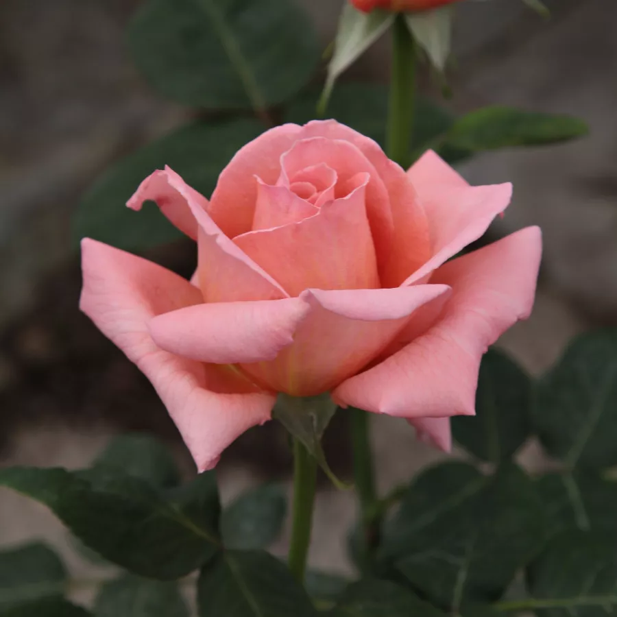 Rosa del profumo discreto - Rosa - Törökbálint - Produzione e vendita on line di rose da giardino