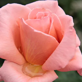 Web trgovina ruža - Ruža čajevke - ružičasta - diskretni miris ruže - Törökbálint - (90-100 cm)