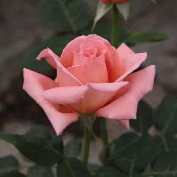 Rosa Törökbálint - różowy - róża pienna - Róże pienne - z kwiatami hybrydowo herbacianymi