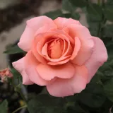 Rosa ad alberello - rosa - Rosa Törökbálint - rosa del profumo discreto