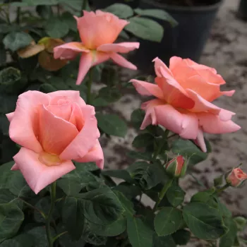 Lazacrózsaszín - teahibrid rózsa - diszkrét illatú rózsa - fahéj aromájú