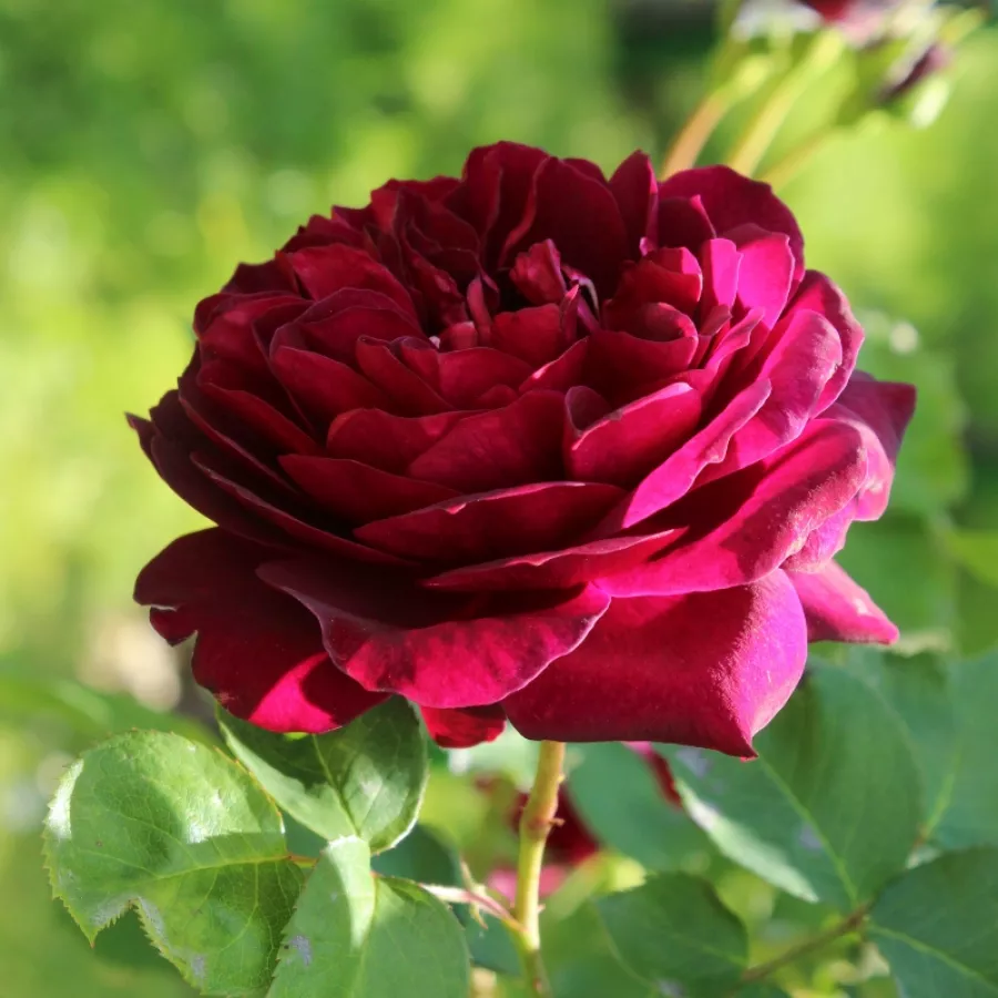 Róża pnąca climber - Róża - Tradescant - Szkółka Róż Rozaria