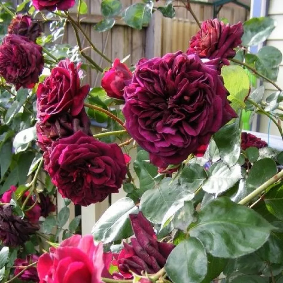 Porpora - Rosa - Tradescant - Produzione e vendita on line di rose da giardino
