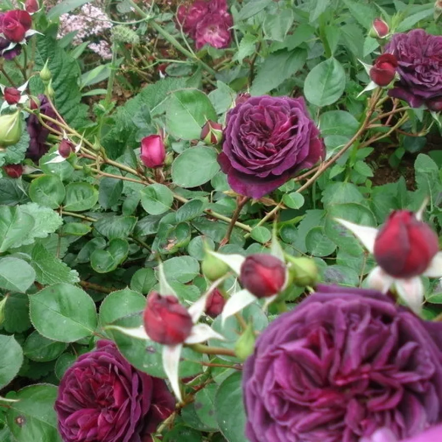 Intenzív illatú rózsa - Rózsa - Tradescant - Online rózsa rendelés
