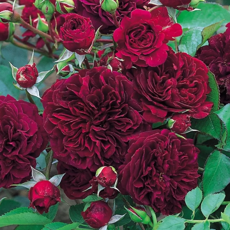 AUSdir - Rosa - Tradescant - Produzione e vendita on line di rose da giardino