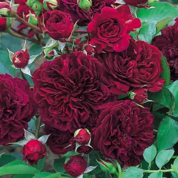 Rojo oscuro - rosales trepadores - rosa de fragancia intensa - melocotón