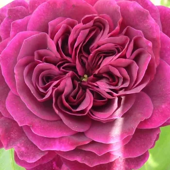 Rózsa kertészet - climber, futó rózsa - lila - intenzív illatú rózsa - barack aromájú - Tradescant - (75-250 cm)