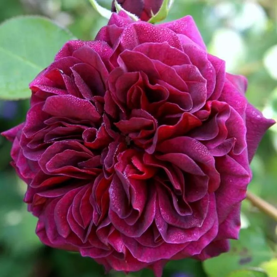 Morado - Rosa - Tradescant - rosal de pie alto