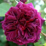 Vijolična - drevesne vrtnice - Rosa Tradescant - Vrtnica intenzivnega vonja