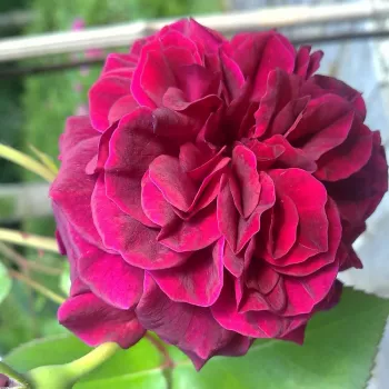 Rosa Tradescant - morado - árbol de rosas inglés- rosal de pie alto