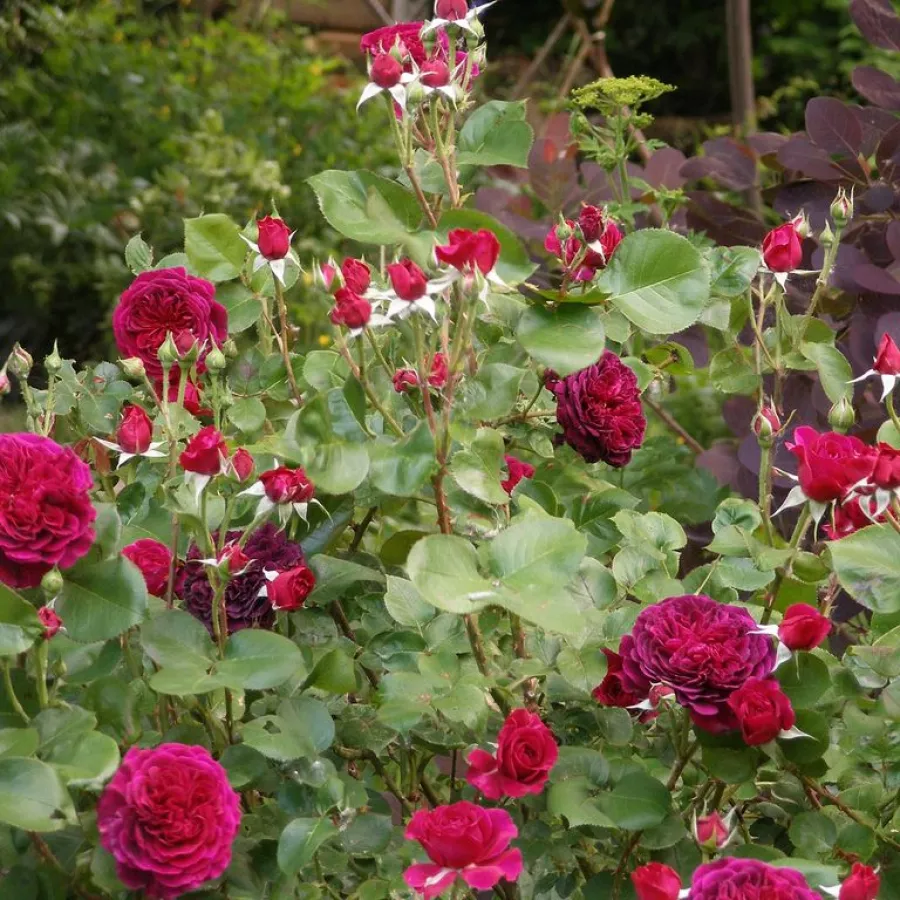 120-150 cm - Rózsa - Tradescant - Kertészeti webáruház