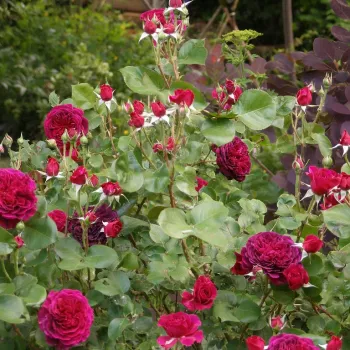 Violet - trandafiri pomisor - Trandafir copac cu trunchi înalt – cu flori tip trandafiri englezești