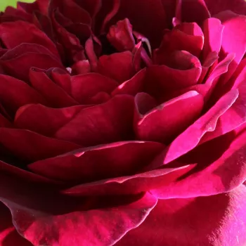Online rózsa kertészet - magastörzsű rózsa - angolrózsa virágú - lila - Tradescant - intenzív illatú rózsa - barack aromájú