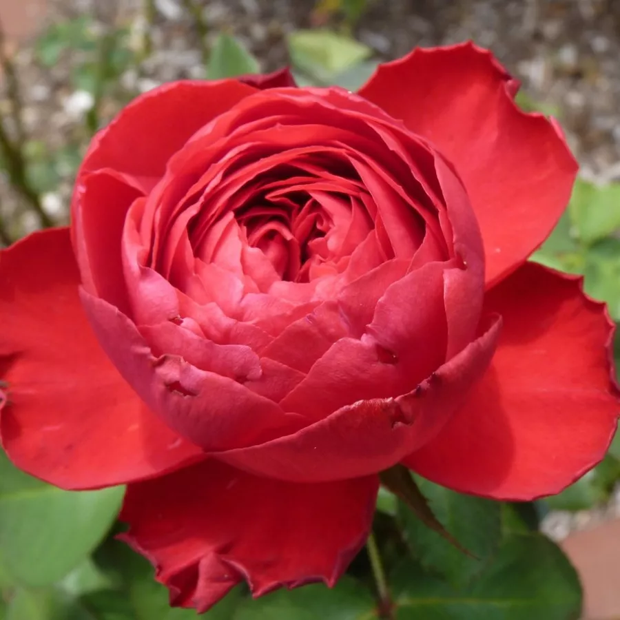Rose Ibridi di Tea - Rosa - Traviata® - Produzione e vendita on line di rose da giardino