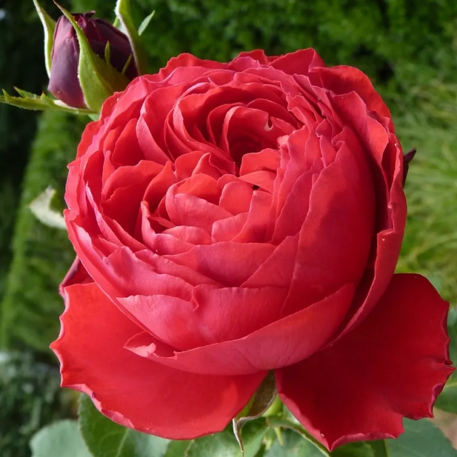 Roșu - Trandafiri - Traviata® - Trandafiri online