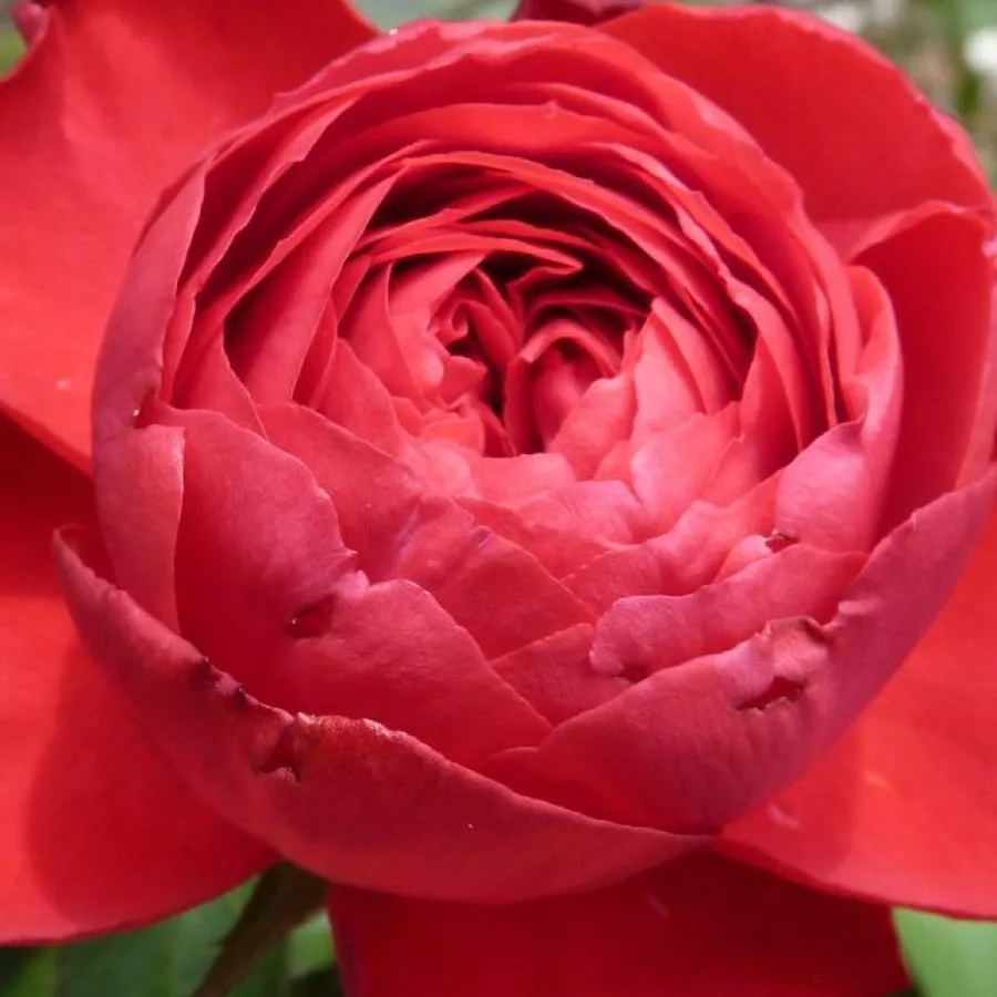 Hybrid Tea - Rosa - Traviata® - Produzione e vendita on line di rose da giardino