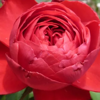 Narudžba ruža - Ruža čajevke - crvena - bez mirisna ruža - Traviata® - (100-120 cm)