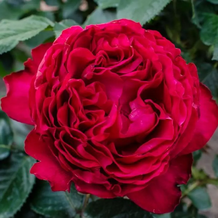 Rojo - Rosa - Traviata® - rosal de pie alto