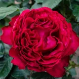 Rdeča - drevesne vrtnice - Rosa Traviata® - Vrtnica brez vonja