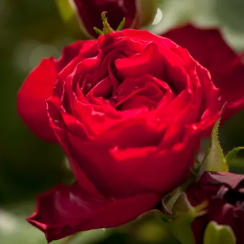 Rosa Traviata® - rot - stammrosen - rosenbaum - Stammrosen - Rosenbaum..