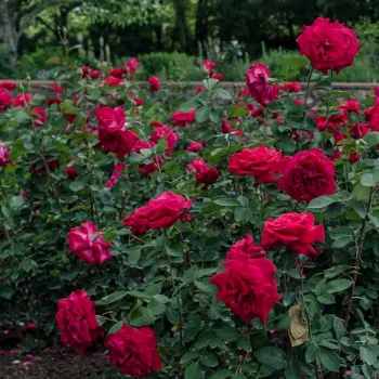 Czerwony - róża pienna - Róże pienne - z kwiatami róży angielskiej