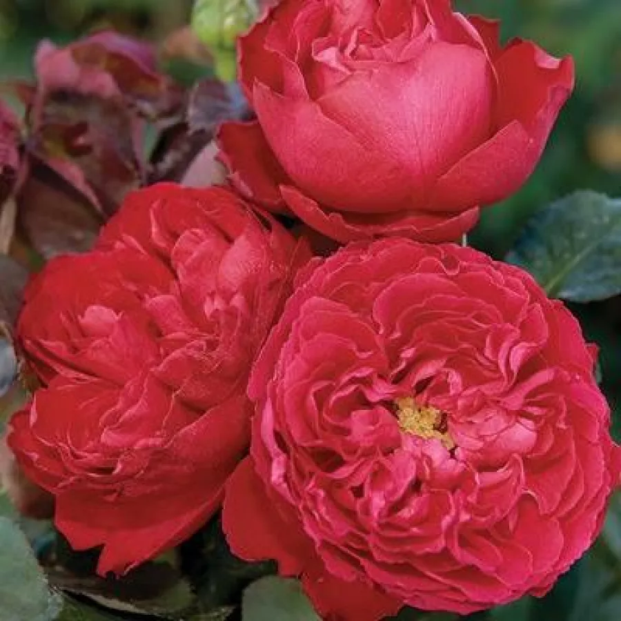 Trandafiri hibrizi Tea - Trandafiri - Traviata® - comanda trandafiri online