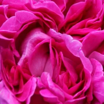 Online rózsa kertészet - lila - történelmi - régi kerti rózsa - Trompeter von Säckingen - diszkrét illatú rózsa - savanyú aromájú - (200-300 cm)