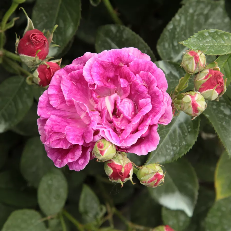 Morado - Rosa - Trompeter von Säckingen - Comprar rosales online