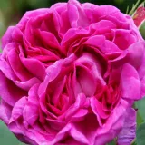 Lila - diszkrét illatú rózsa - savanyú aromájú - Online rózsa vásárlás - Rosa Trompeter von Säckingen - történelmi - régi kerti rózsa