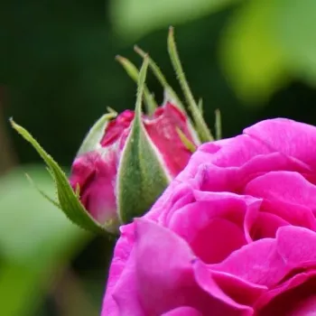 Rosa  Trompeter von Säckingen - czerwony  - stare róże ogrodowe