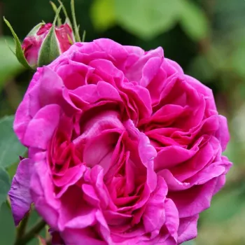 Bíborszínű - történelmi - régi kerti rózsa - diszkrét illatú rózsa - savanyú aromájú