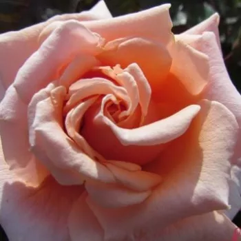 Online rózsa kertészet - rózsaszín - virágágyi floribunda rózsa - True Friend™ - diszkrét illatú rózsa - grapefruit aromájú - (80-90 cm)