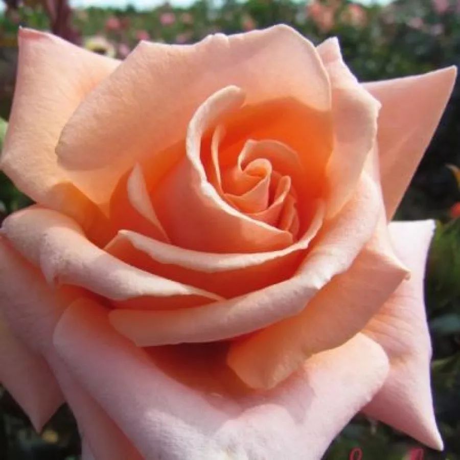 Róże rabatowe grandiflora - floribunda - Róża - True Friend™ - Szkółka Róż Rozaria