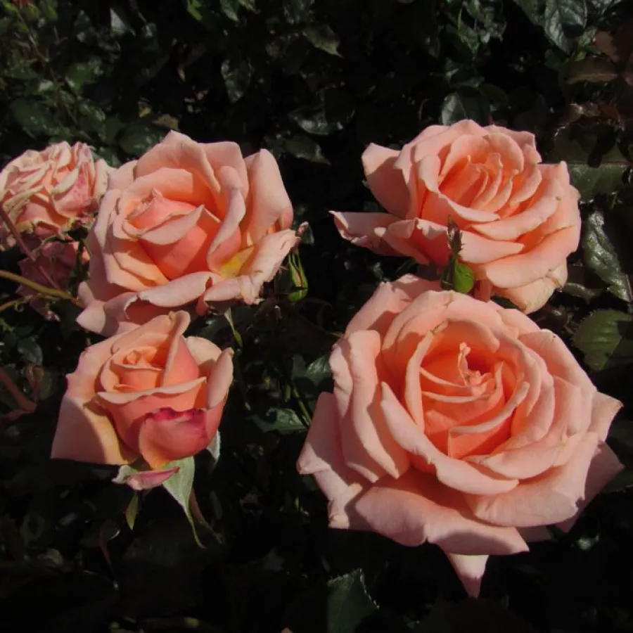 Różowy - Róża - True Friend™ - Szkółka Róż Rozaria